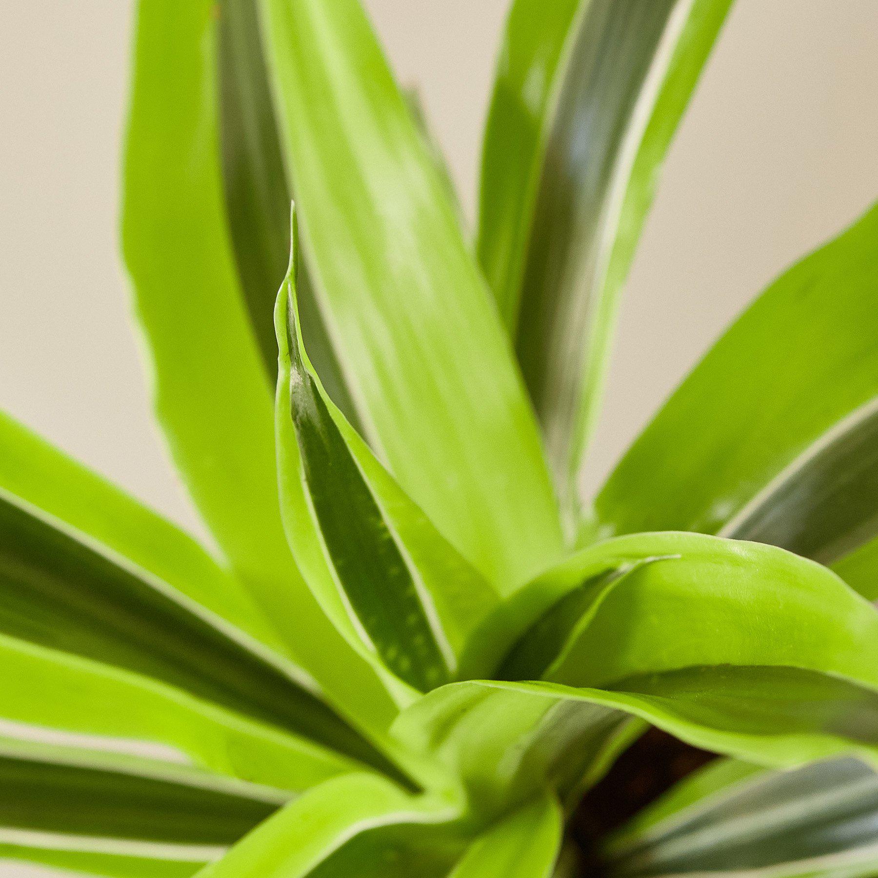Dracaena Lemon Lime indoor plant with bright lime-green straplike leaves on Tampa Home & Garden Store