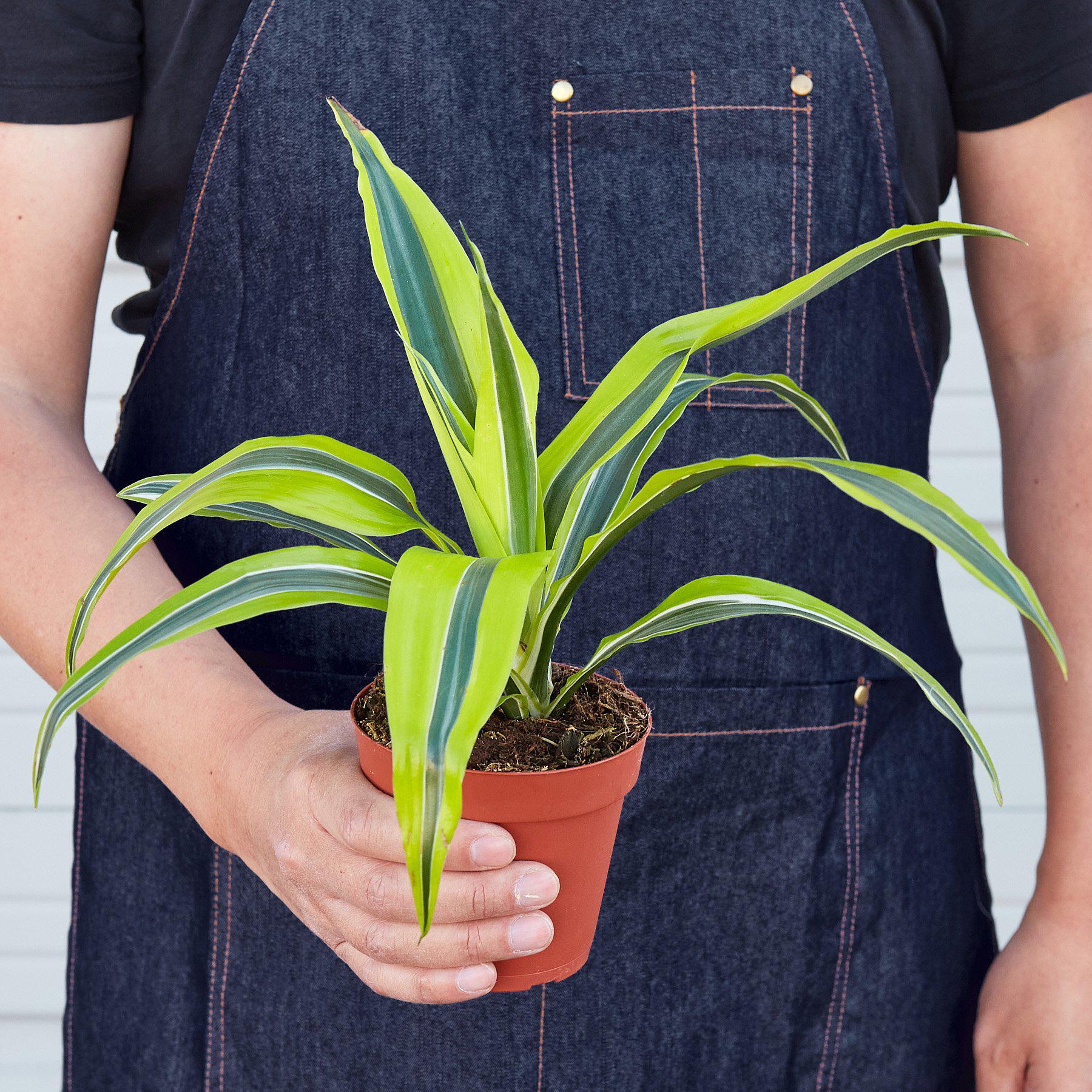 Dracaena Lemon Lime indoor plant with variegated lime-green leaves in a terracotta pot on Tampa Home & Garden Store