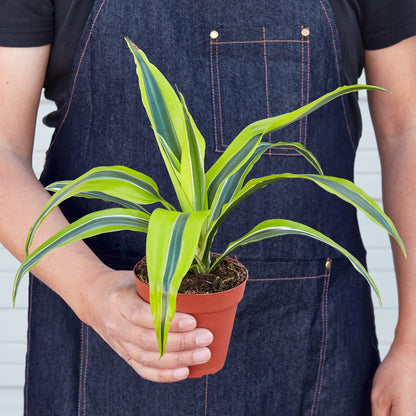 Dracaena Lemon Lime indoor plant with variegated lime-green leaves in a terracotta pot on Tampa Home & Garden Store