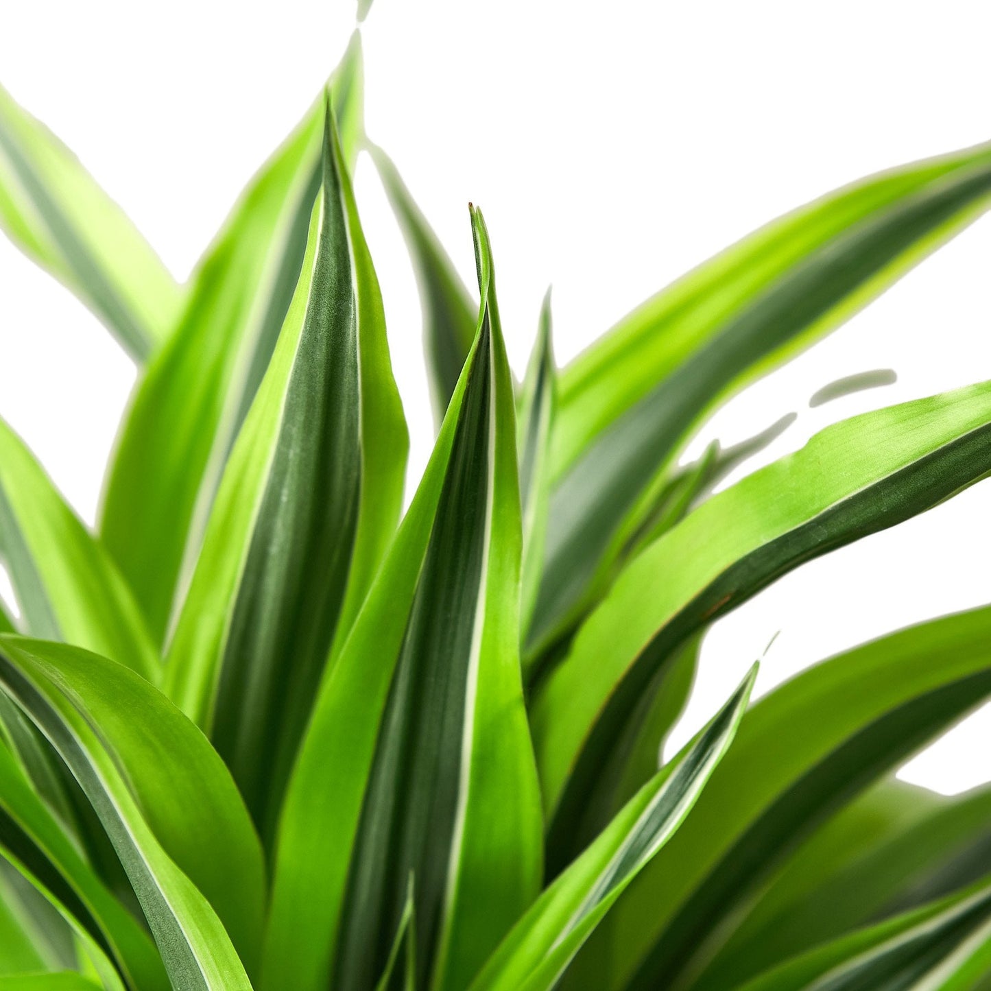 Dracaena Deremensis Lemon Lime plant with lime-green and green variegated leaves on Tampa Home & Garden Store