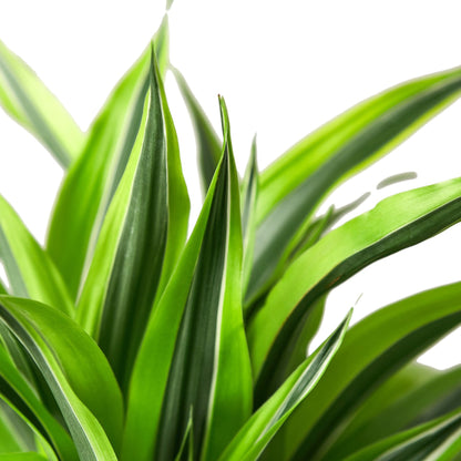 Dracaena Deremensis Lemon Lime plant with lime-green and green variegated leaves on Tampa Home & Garden Store