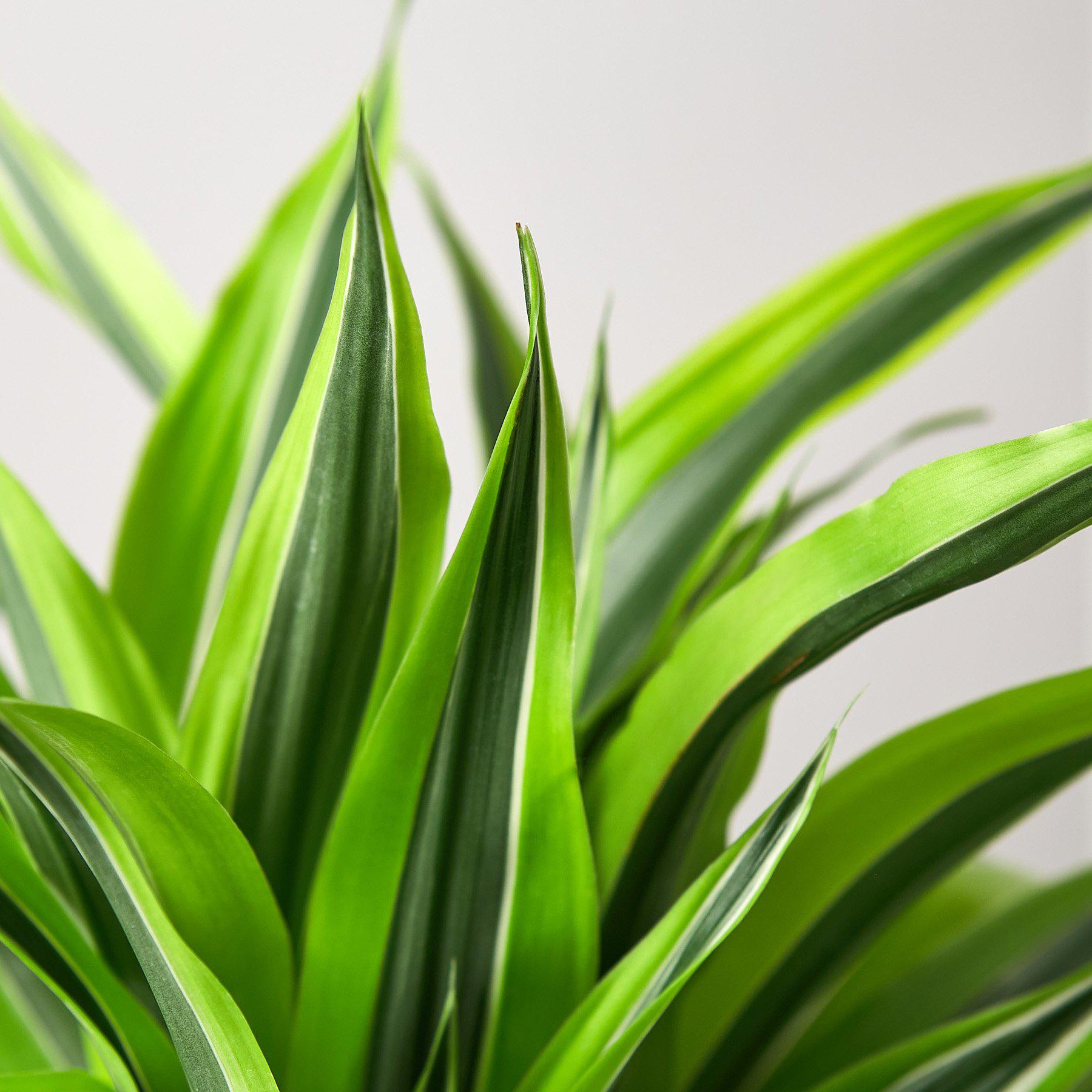 Dracaena Lemon Lime indoor potted plant by Rooted Treasures Farms with lime-green leaves on Tampa Home & Garden Store