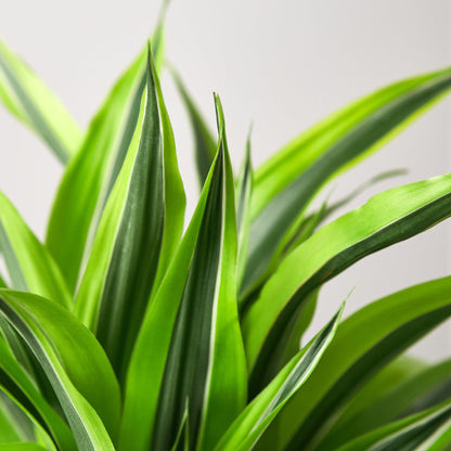 Dracaena Lemon Lime indoor potted plant by Rooted Treasures Farms with lime-green leaves on Tampa Home & Garden Store