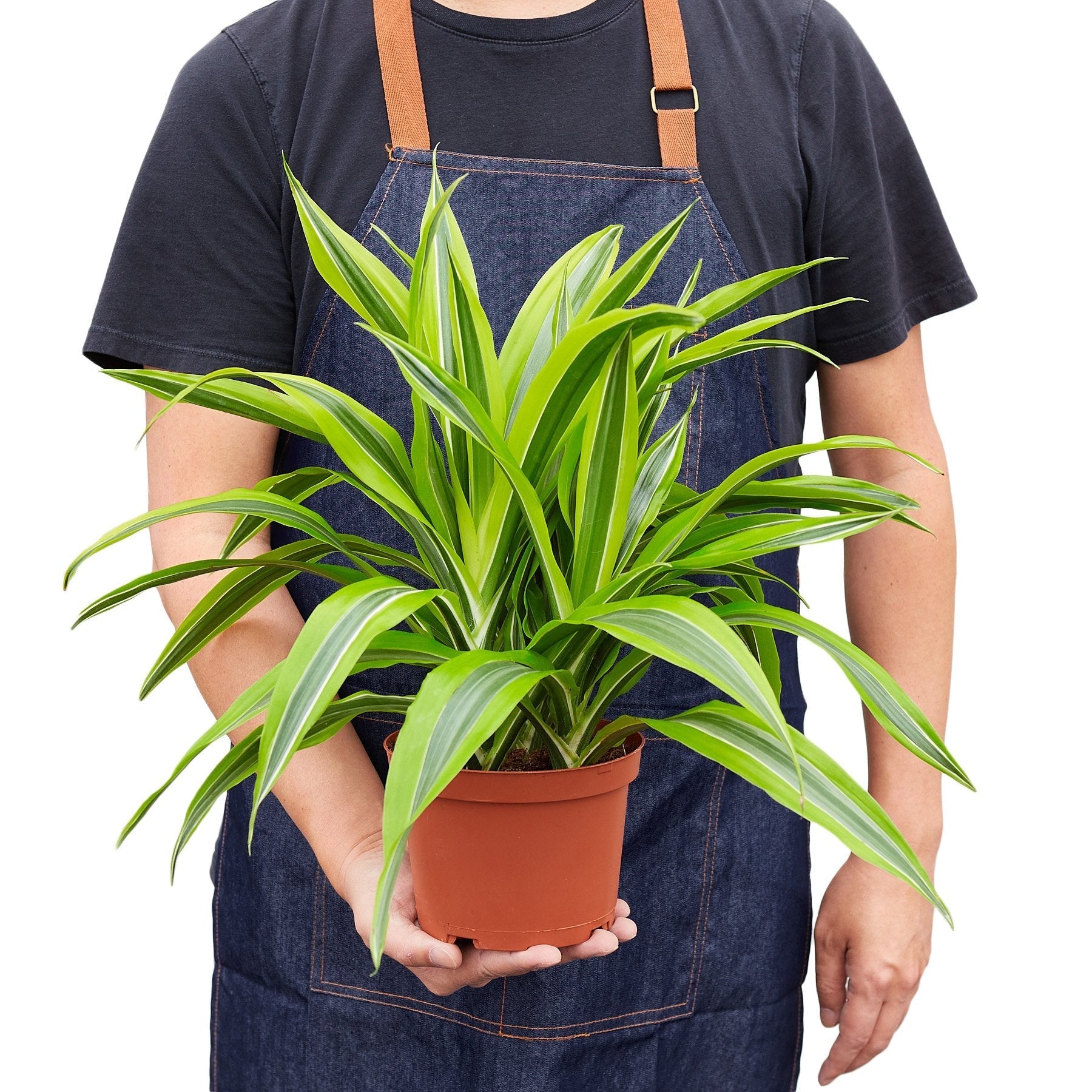 Dracaena Deremensis Lemon Lime leaves indoor plant in terracotta pot by Rooted Treasures Farms on Tampa Home & Garden Store