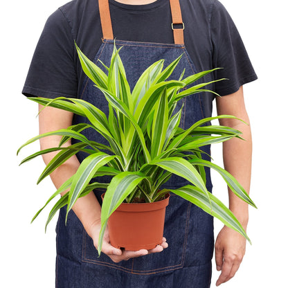 Dracaena Deremensis Lemon Lime leaves indoor plant in terracotta pot by Rooted Treasures Farms on Tampa Home & Garden Store