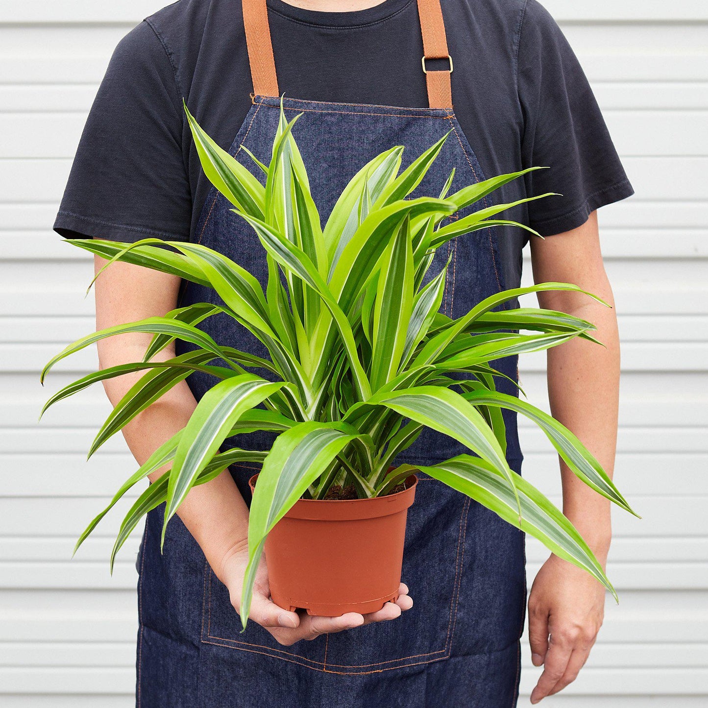 Dracaena Lemon Lime indoor plant in a terracotta pot with variegated green leaves on Tampa Home & Garden Store