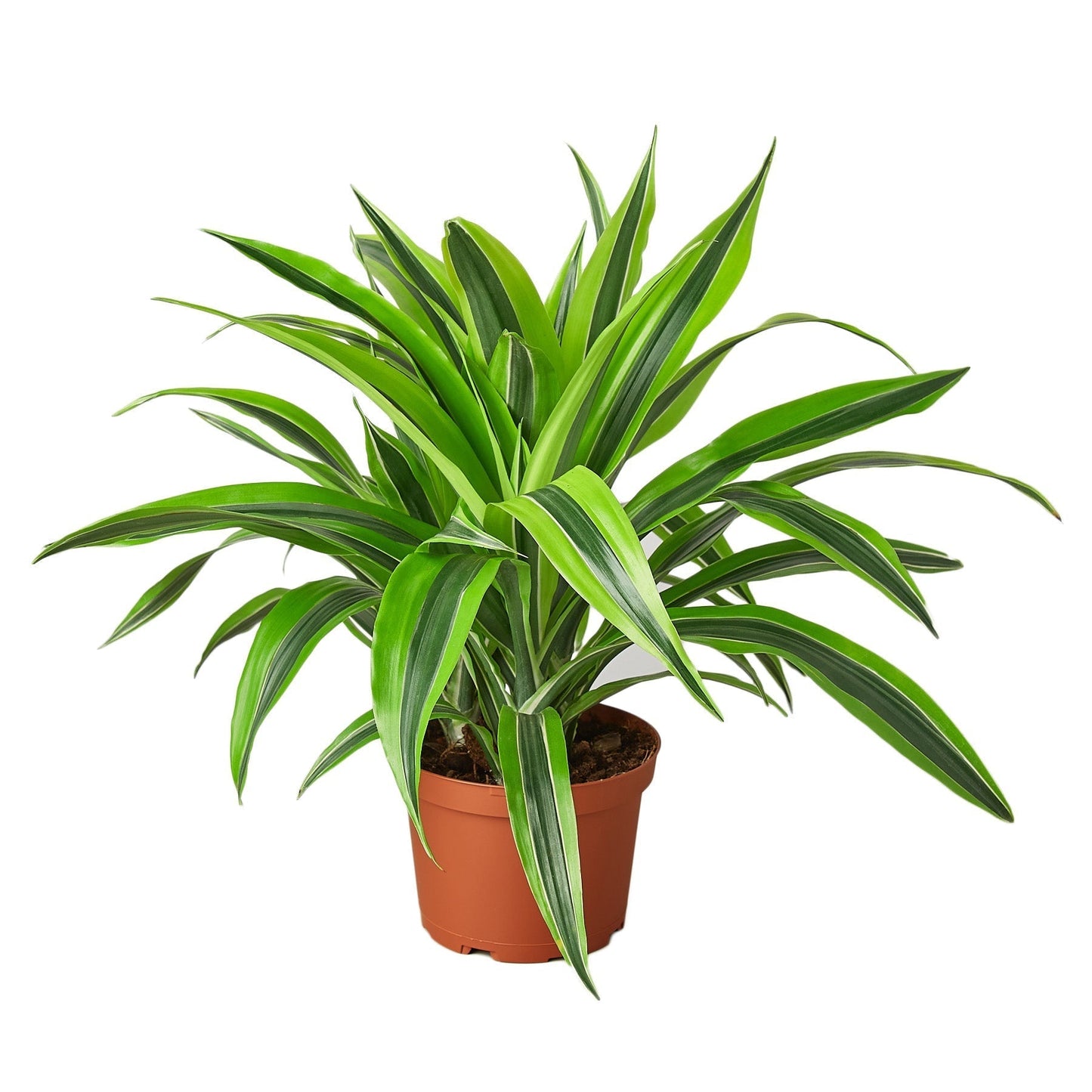 Dracaena Deremensis Lemon Lime 6-inch nursery pot with leaves Rooted Treasures Farms on Tampa Home & Garden Store