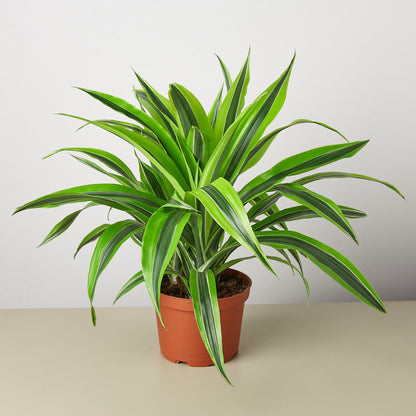 Dracaena Lemon Lime indoor plant in a terracotta pot with variegated lime and dark green leaves on Tampa Home & Garden Store