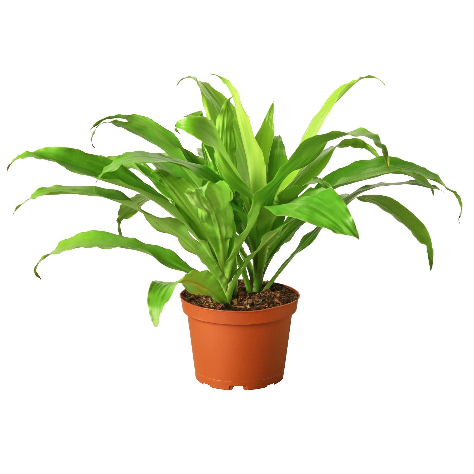 Dracaena Lime Light plant in terracotta pot with lime-green leaves Rooted Treasures Farms on Tampa Home & Garden Store