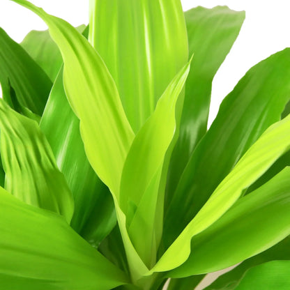 Dracaena Lime Light indoor plant with bright lime green leaves in a dense lush clump on Tampa Home & Garden Store