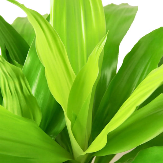 Dracaena Lime Light indoor plant with bright lime green leaves in a dense lush clump on Tampa Home & Garden Store