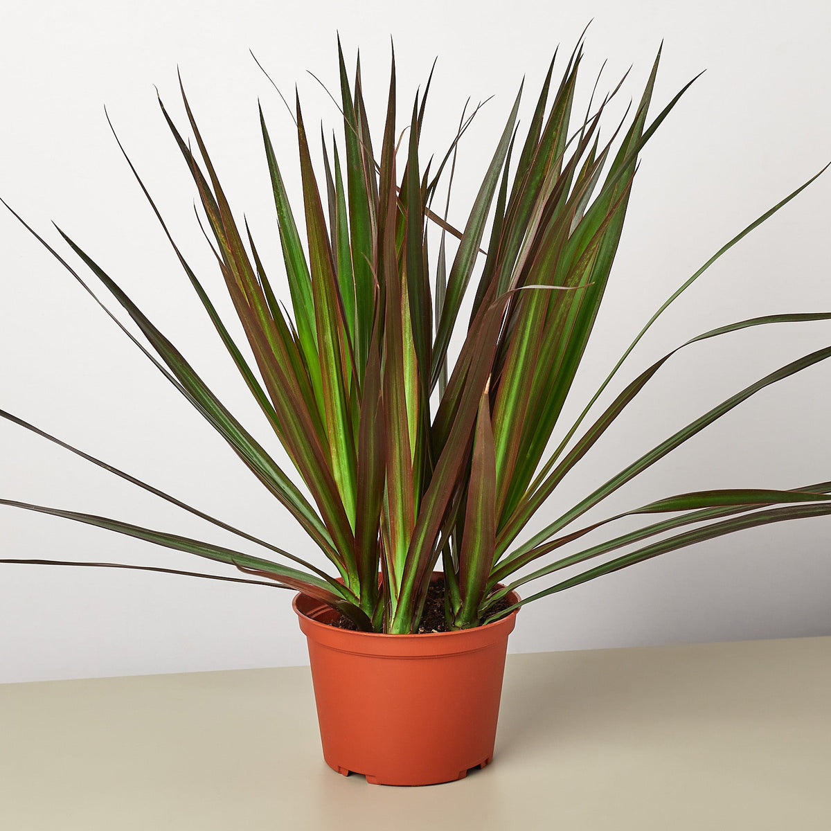 Dracaena Marginata Magenta indoor plant with magenta-edged green leaves in a terracotta pot on Tampa Home & Garden Store