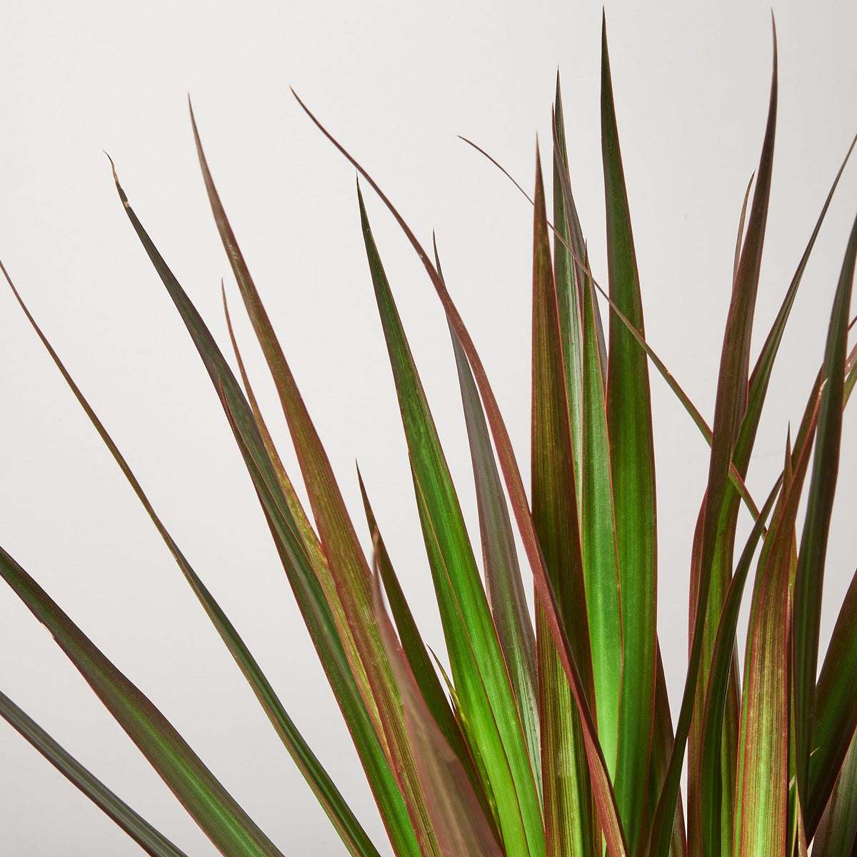 Dracaena Marginata Magenta indoor plant leaves with magenta edges by House Plant Shop on Tampa Home & Garden Store