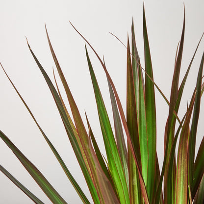 Dracaena Marginata Magenta indoor plant leaves with magenta edges by House Plant Shop on Tampa Home & Garden Store
