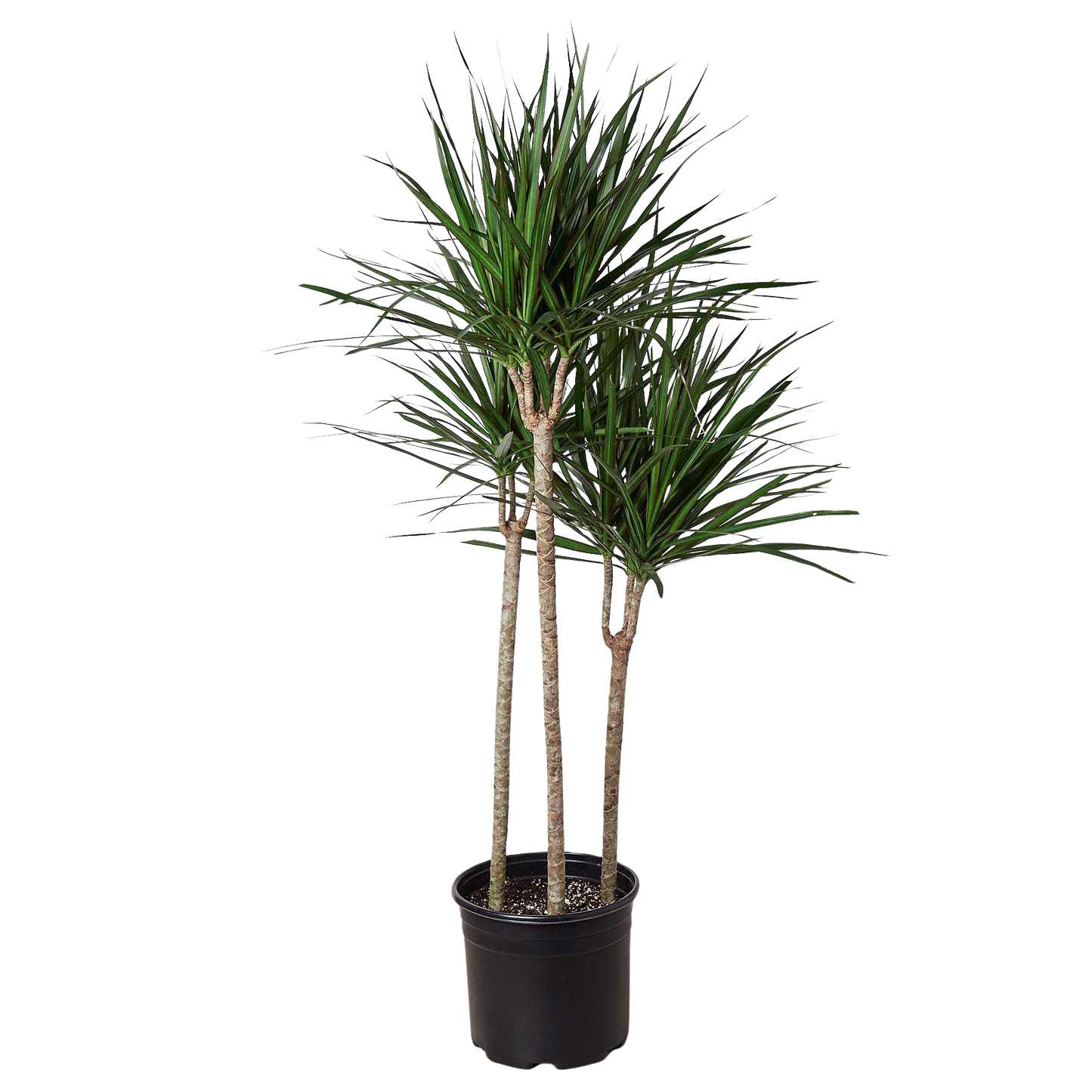 Dracaena Marginata Cane indoor plant, 3-stem with slender green leaves in black pot on Tampa Home & Garden Store