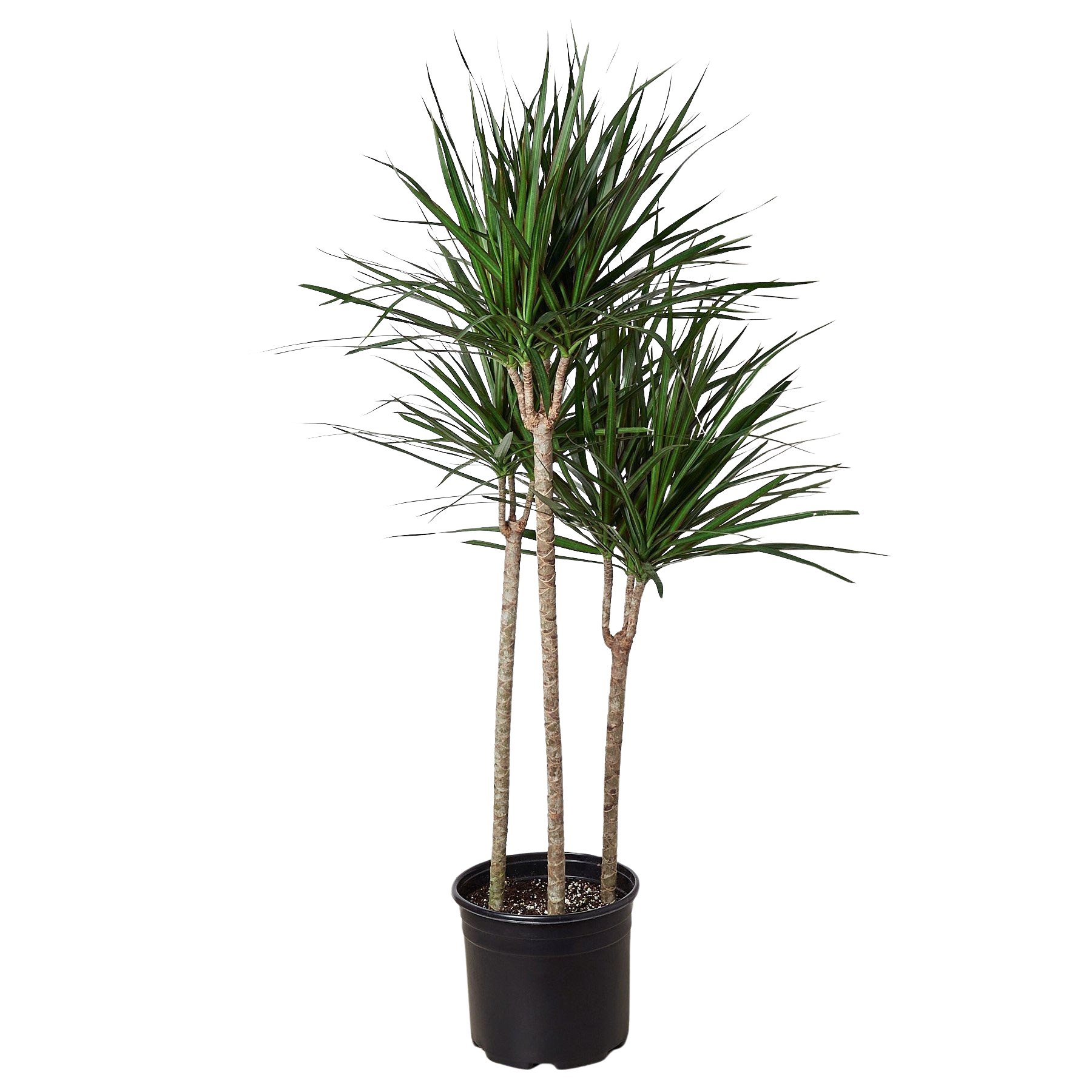 Dracaena Marginata Cane indoor plant, 3-stem with slender green leaves in black pot on Tampa Home & Garden Store