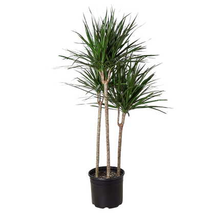 Dracaena Marginata Cane indoor plant, 3-stem with slender green leaves in black pot on Tampa Home & Garden Store