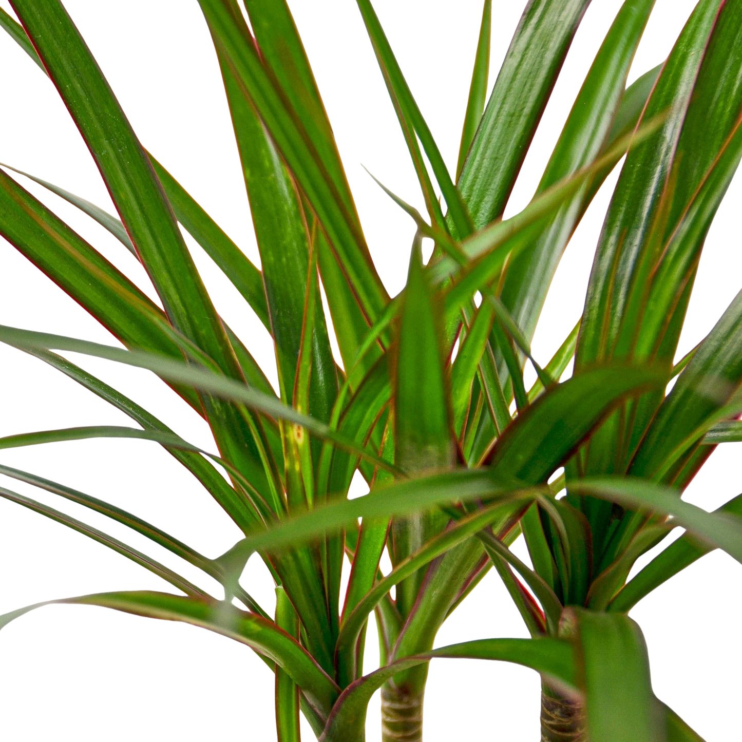 Dracaena Marginata Cane indoor plant, green leaves with red margins Rooted Treasures Farms on Tampa Home & Garden Store
