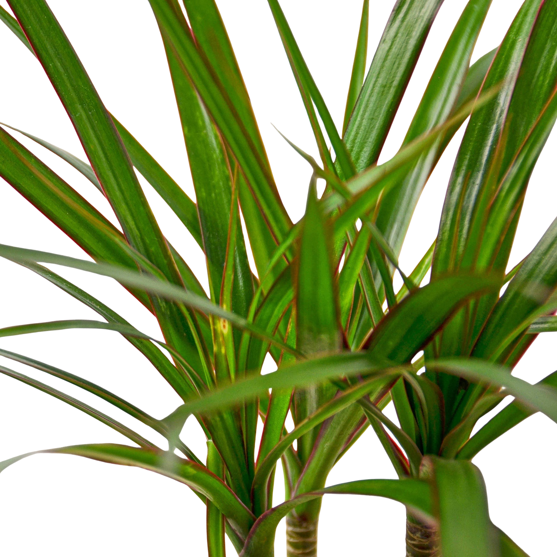 Dracaena Marginata Cane indoor plant, green leaves with red margins Rooted Treasures Farms on Tampa Home & Garden Store