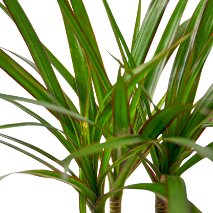 Dracaena Marginata Cane indoor plant, green leaves with red margins Rooted Treasures Farms on Tampa Home & Garden Store