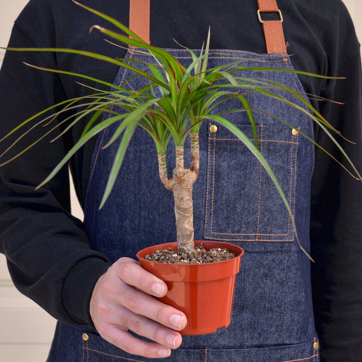Dracaena Marginata Cane indoor plant with slender green leaves in small orange pot on Tampa Home & Garden Store