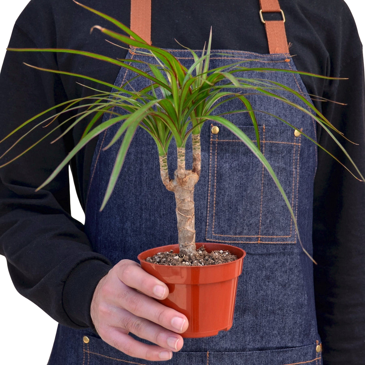 Dracaena Marginata Cane indoor potted plant with slender trunk and narrow green leaves on Tampa Home & Garden Store