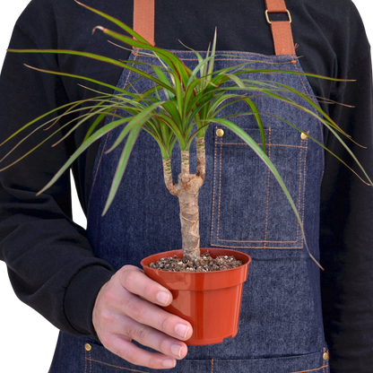 Dracaena Marginata Cane indoor potted plant with slender trunk and narrow green leaves on Tampa Home & Garden Store