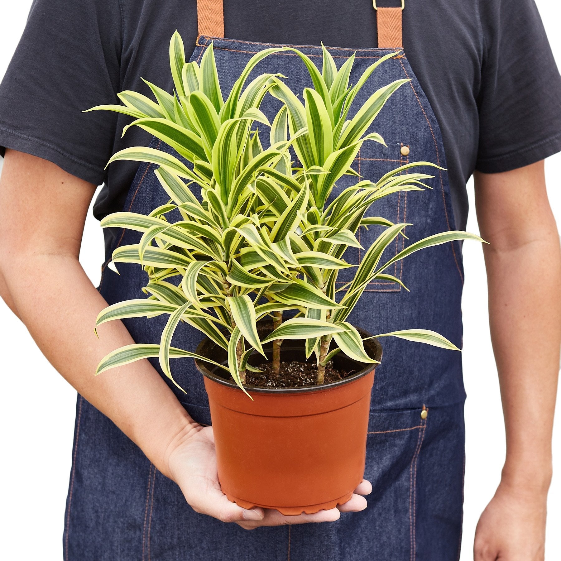 Dracaena Song of India variegated plant in terracotta pot held by person in denim apron on Tampa Home & Garden Store