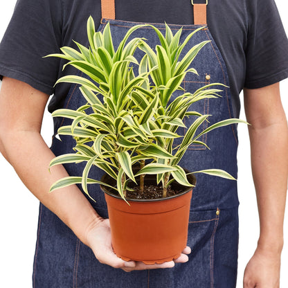 Dracaena Song of India variegated plant in terracotta pot held by person in denim apron on Tampa Home & Garden Store