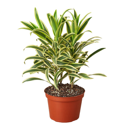 Dracaena Song of India indoor plant with yellow-edged variegated leaves in a terracotta pot on Tampa Home & Garden Store