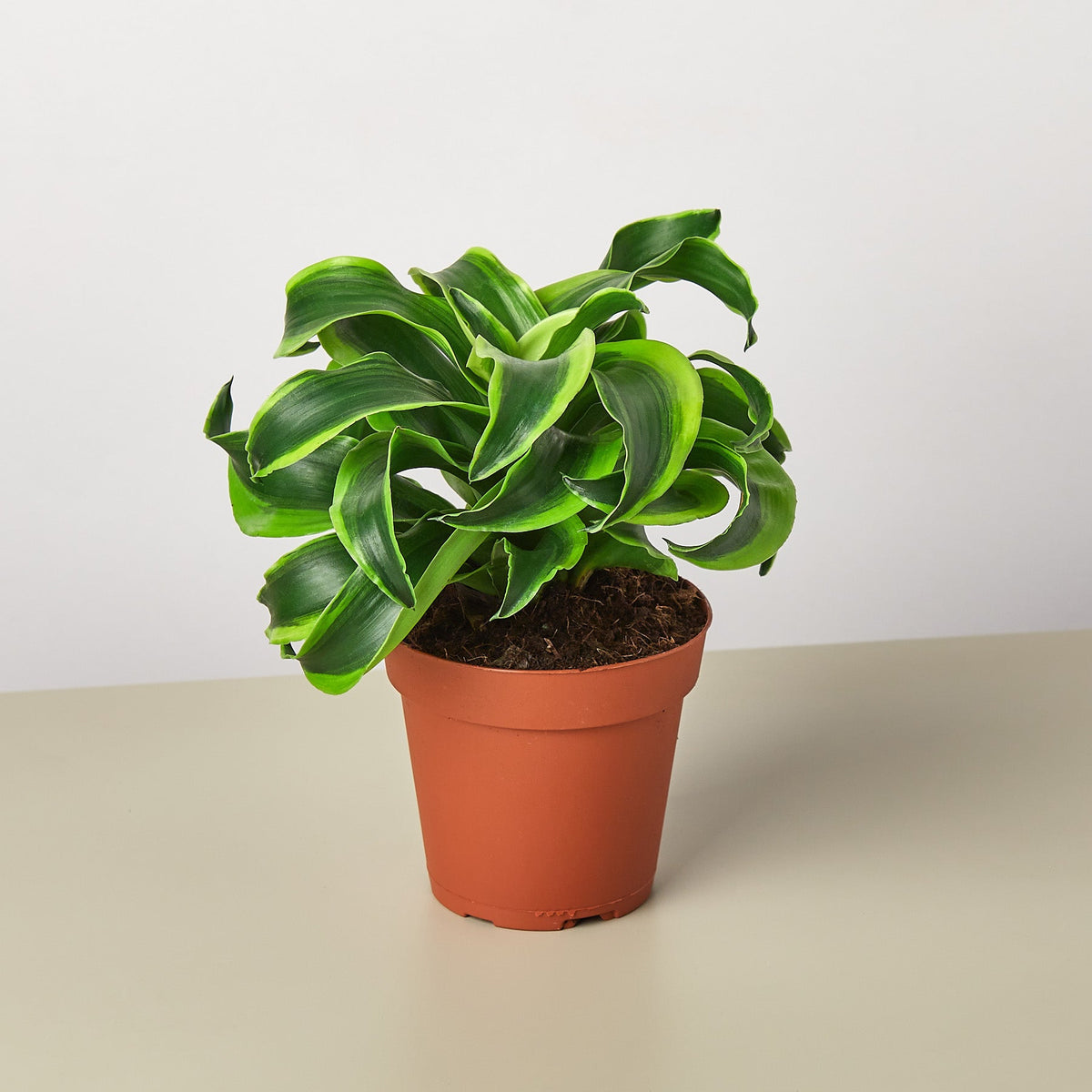 Dracaena Tornado indoor plant in terracotta pot with green leaves House Plant Shop on Tampa Home & Garden Store