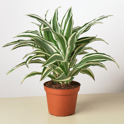 Dracaena Warneckii White Jewel plant with green cream leaves in a terracotta pot on Tampa Home & Garden Store