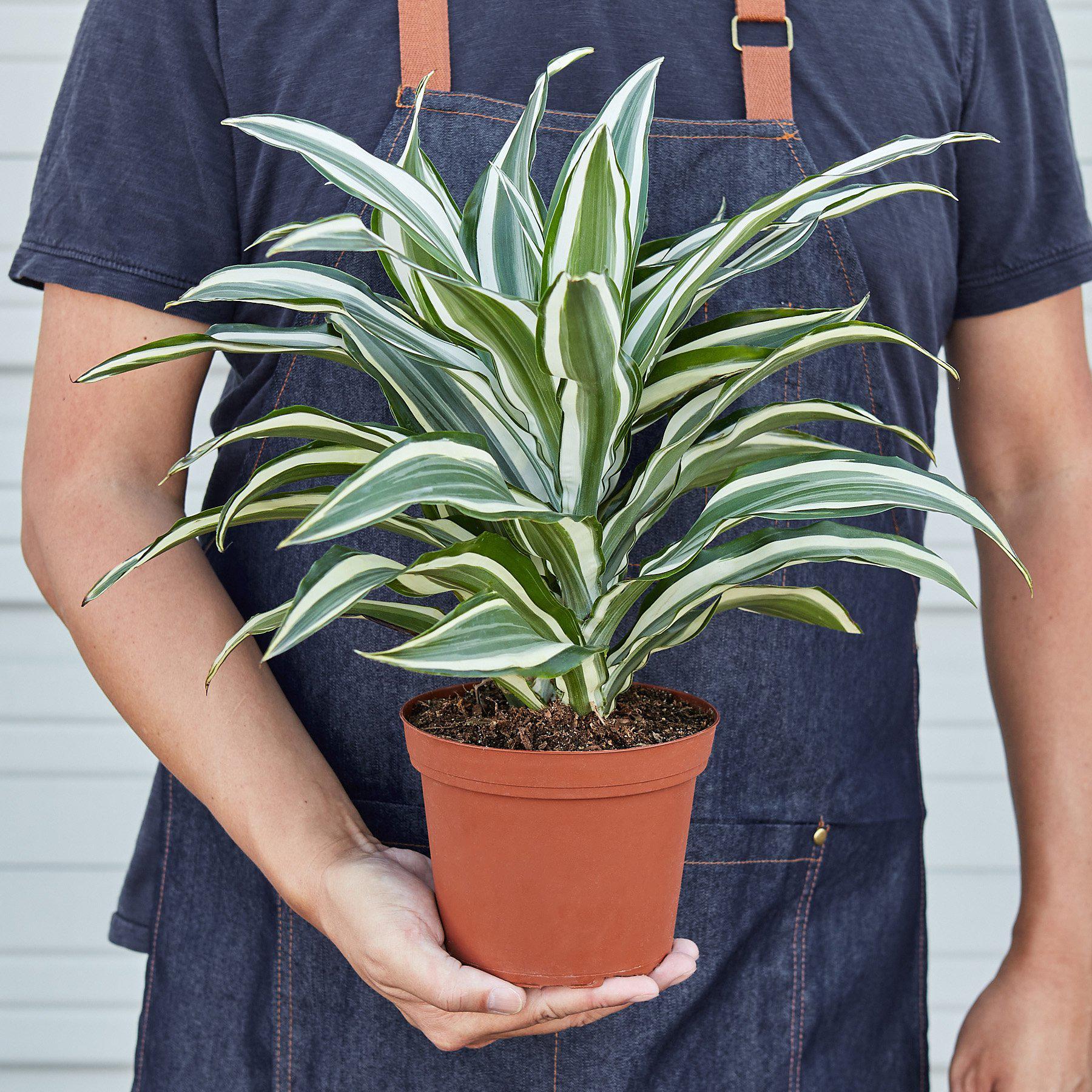 Dracaena Warneckii White Jewel potted plant with greenwhite leaves in terracotta pot on Tampa Home & Garden Store