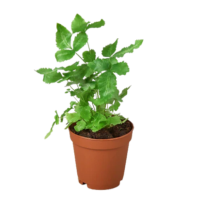 Pteris Cretica 'Albo Fern' plant with green fronds in a brown pot by Rooted Treasures Farms on Tampa Home & Garden Store