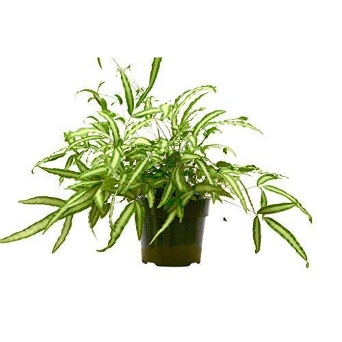 Pteris Cretica Albo Fern indoor plant with variegated green fronds in plastic pot on Tampa Home & Garden Store