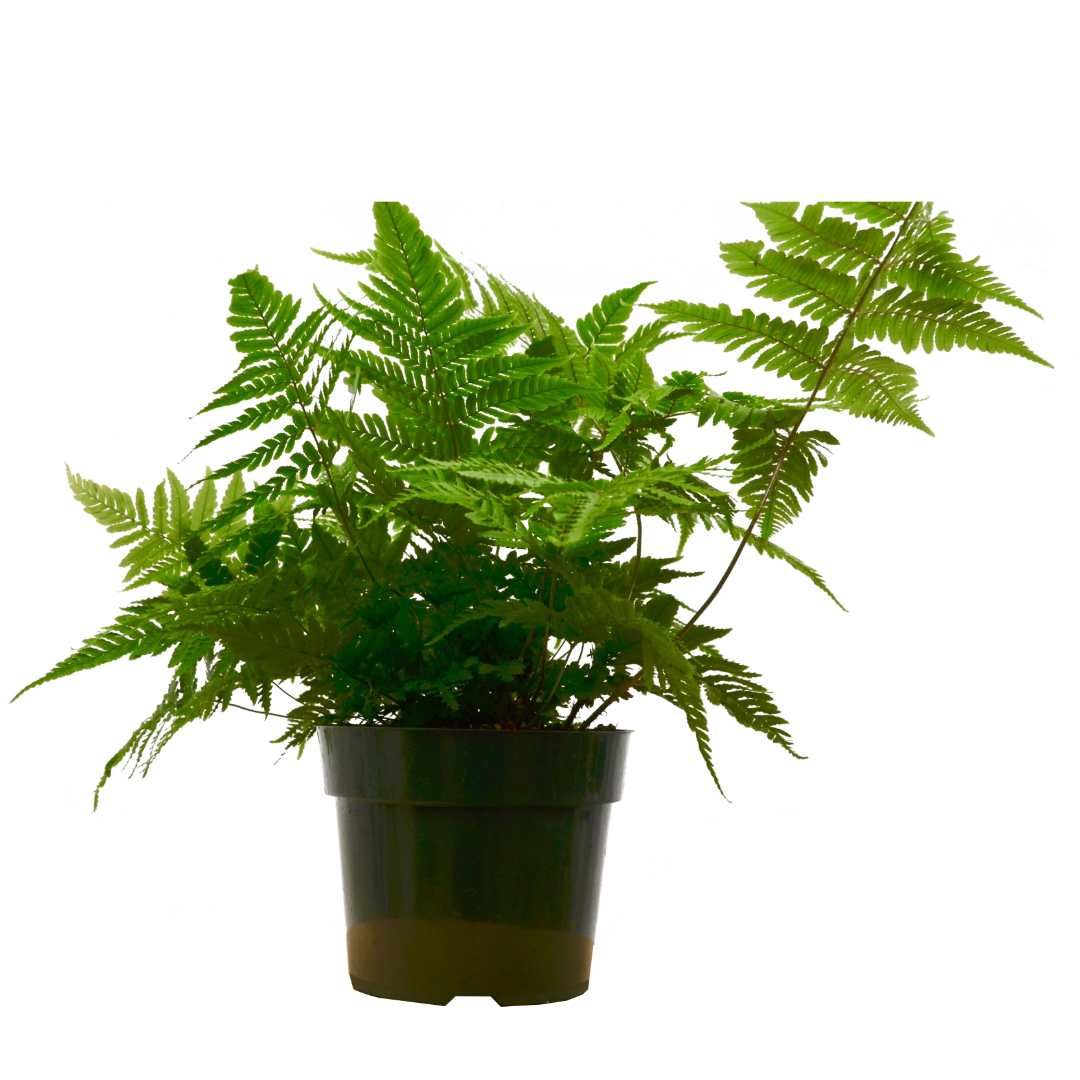 Autumn Fern in a black 6in nursery pot with lush green fronds Rooted Treasures Farms on Tampa Home & Garden Store