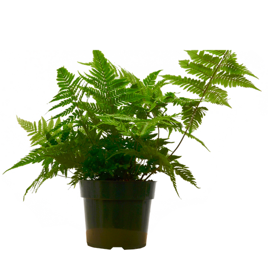 Autumn Fern in a black 6in nursery pot with lush green fronds Rooted Treasures Farms on Tampa Home & Garden Store