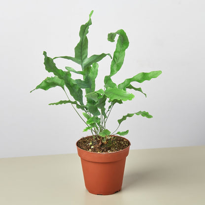 Fern Blue Star indoor plant by House Plant Shop with vibrant green fronds in a terracotta pot on Tampa Home & Garden Store