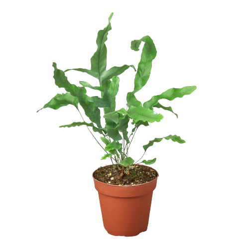 Fern Blue Star indoor plant in terracotta pot with green fronds Rooted Treasures Farms on Tampa Home & Garden Store