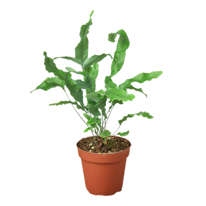 Fern Blue Star indoor plant in terracotta pot with green fronds Rooted Treasures Farms on Tampa Home & Garden Store