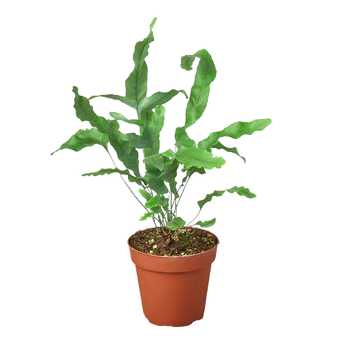 Velvet Forest potted houseplant by Rooted Treasures Farms with green leaves in terracotta pot on Tampa Home & Garden Store