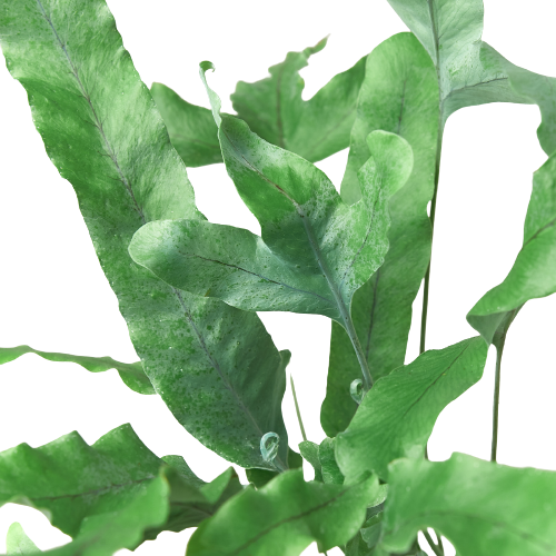 Fern Blue Star indoor plant with blue-green fronds by Rooted Treasures Farms on Tampa Home & Garden Store
