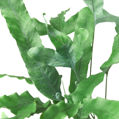 Fern Blue Star indoor plant with blue-green fronds by Rooted Treasures Farms on Tampa Home & Garden Store