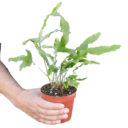 Fern 'Blue Star' indoor plant by Rooted Treasures Farms in a terracotta pot held by hand on Tampa Home & Garden Store