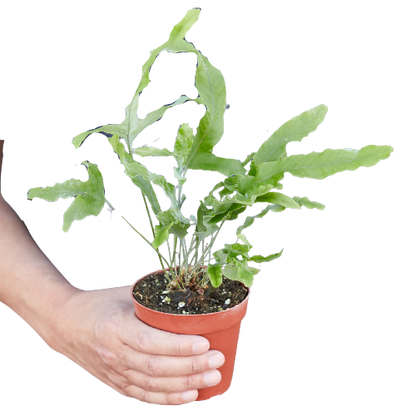 Fern 'Blue Star' indoor plant by Rooted Treasures Farms in a terracotta pot held by hand on Tampa Home & Garden Store