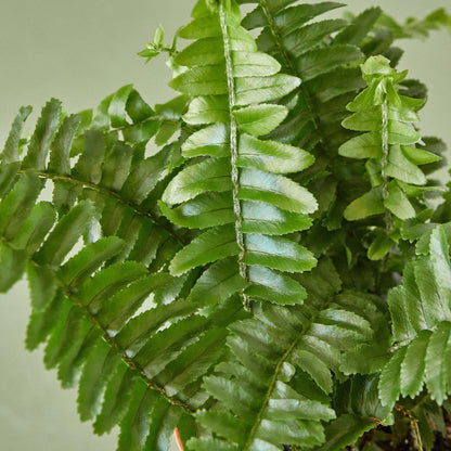 Jester's Crown Fern green pinnate fronds hanging display on Tampa Home & Garden Store