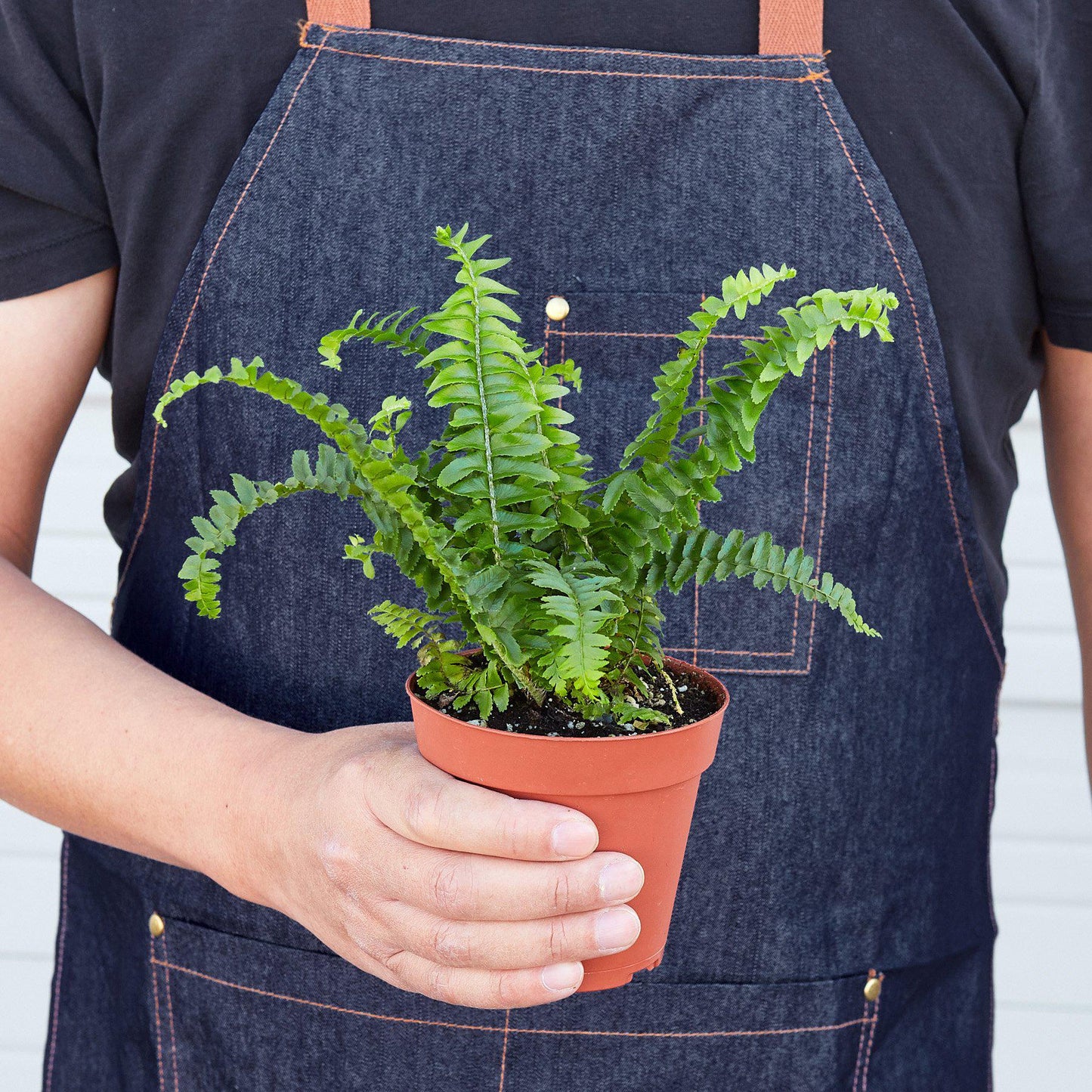 Jester's Crown Fern indoor plant in terracotta pot with bright green fronds on Tampa Home & Garden Store