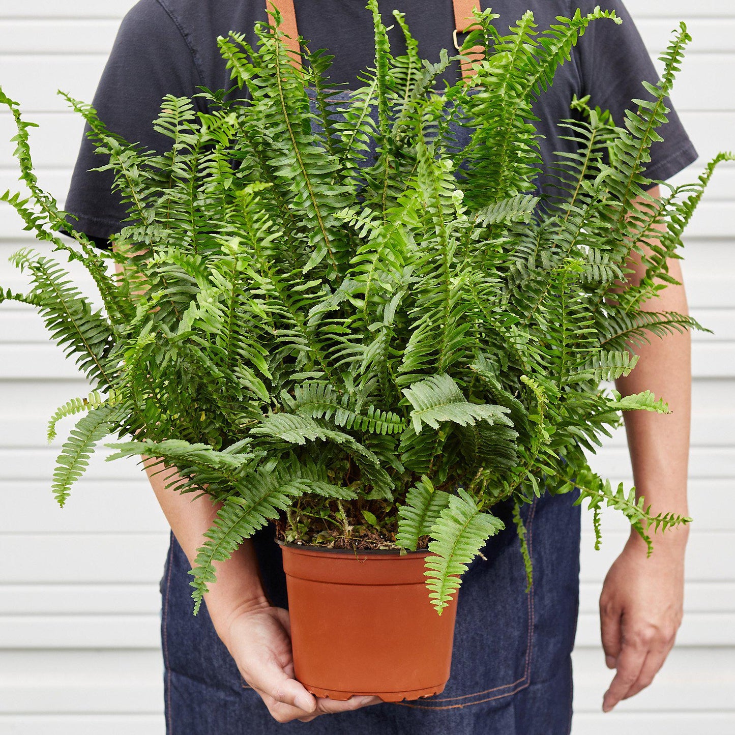 Jester's Crown Fern indoor potted plant in terracotta pot, House Plant Shop on Tampa Home & Garden Store