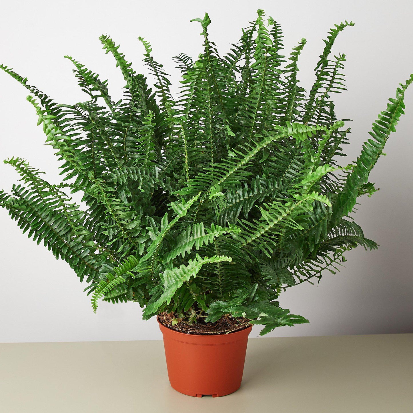 Jester's Crown Fern indoor plant with arching fronds and bright green leaflets in a terracotta pot on Tampa Home & Garden Store