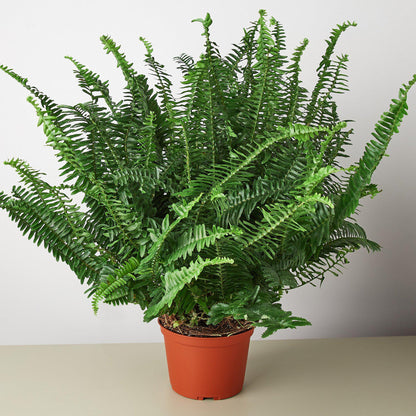 Jester's Crown Fern indoor potted plant with lush green fronds in a terracotta pot on Tampa Home & Garden Store